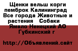 Щенки вельш корги пемброк Калининград - Все города Животные и растения » Собаки   . Ямало-Ненецкий АО,Губкинский г.